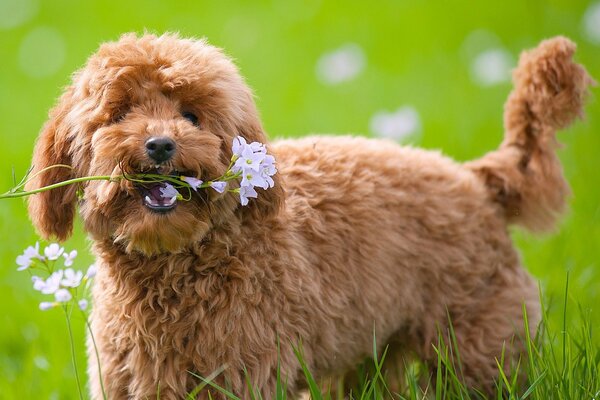 The dog loves to give flowers