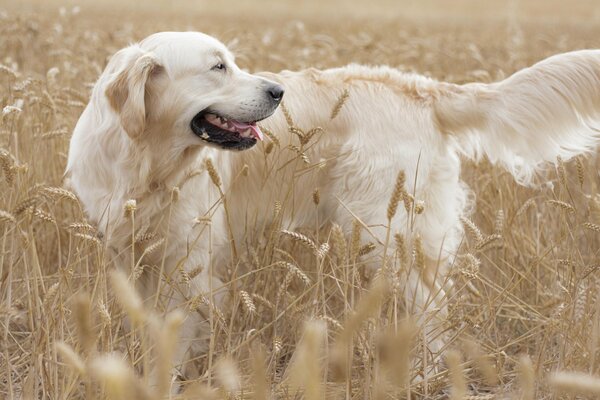 Golden Retriever joue joyeusement sur le terrain