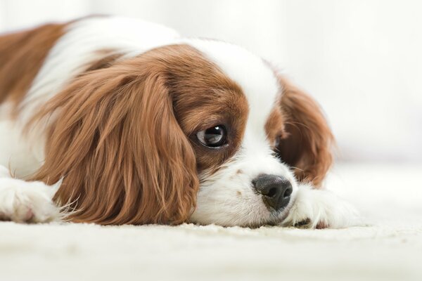 The dog lies and looks sadly into the distance