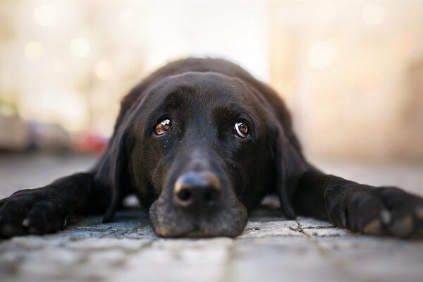 A black dog with a sad look