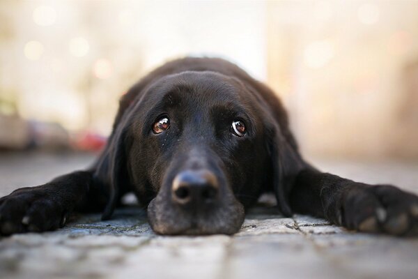 Chien noir avec un regard triste