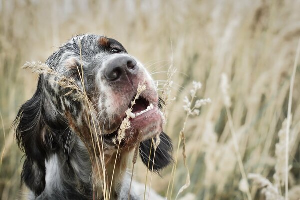 Le chien veut manger de l herbe