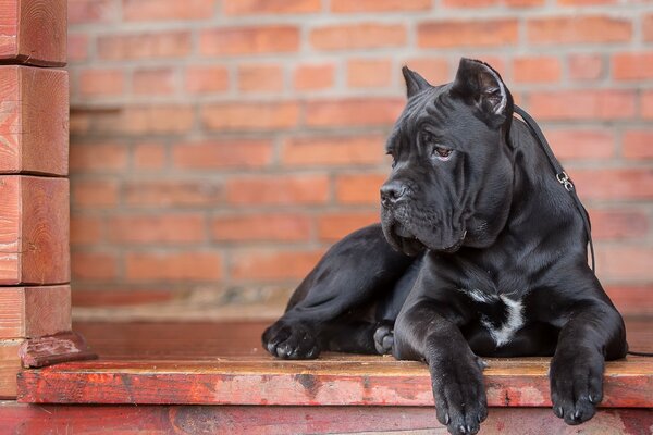 Portrait of a black dog with a smooth coat