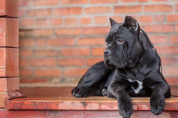 Портрет чёрной собаки с гладкой шерстью