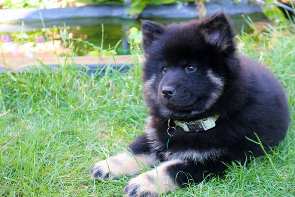 Fluffy puppy on the green grass