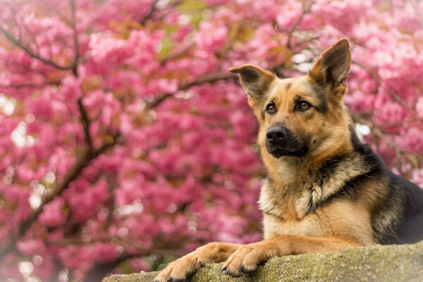 Deutscher Schäferhund auf Sakura-Hintergrund