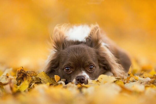 Les feuilles et le chien parmi eux