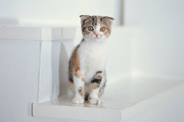 A little kitten is sitting on the stairs