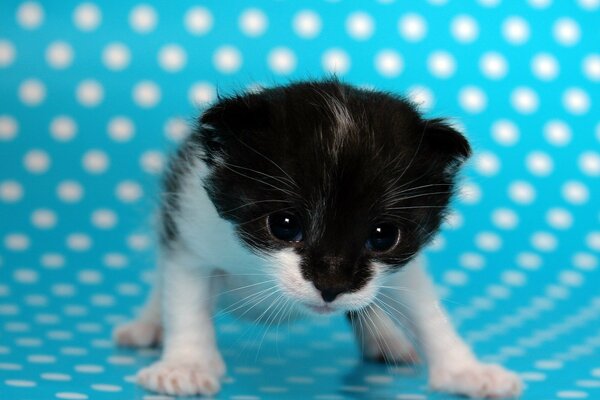 The blue background has white dots on it, on this background is a black and white kitten