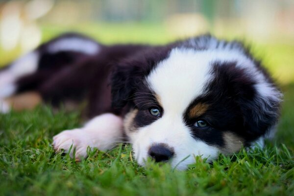 Lindo cachorro de pastor australiano Aussie