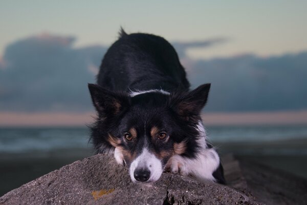 The dog looks playfully at the camera