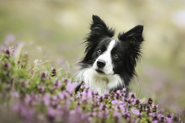 Collie dall aspetto gentile nei fiori