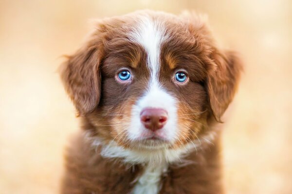 Blue-eyed puppy waiting for a friend