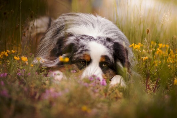 Ein Sommertag mit einem traurigen Blick auf einen Hund