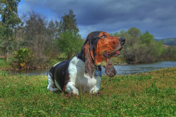 A dog in nature. Basset Hound by the river