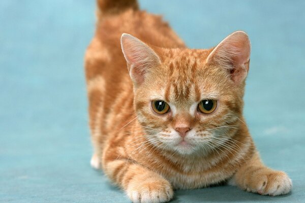 El gato rojo frunció el ceño