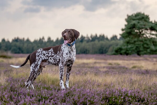 Beautiful dog in a field with flowers