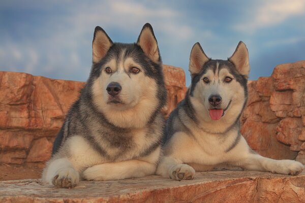 Zwei Huskies vor dem Hintergrund der Berge