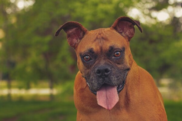 Divertido perrito con una hermosa cara