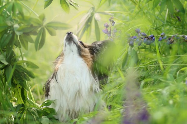 Un perro camina en un día caluroso de verano en la naturaleza