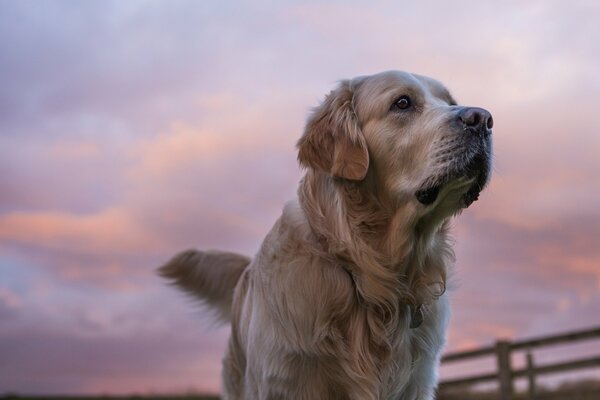 Against the background of a stunning sky, a golden retriever looks forward