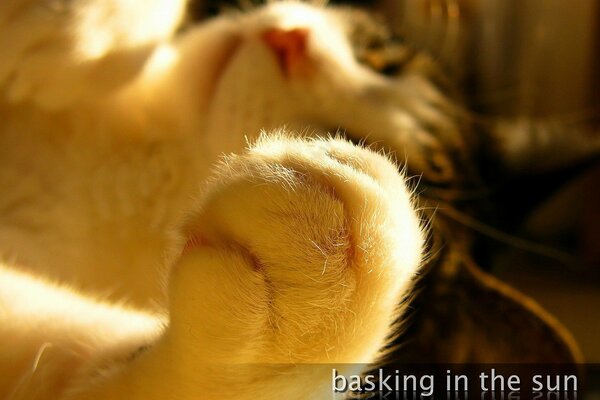 Pata de gato en la luz del sol