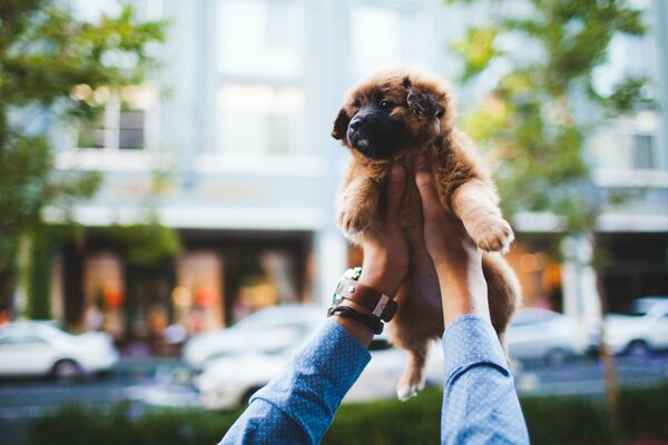 A man holds a puppy in his arms