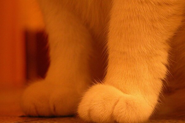 Plush paws of a cute kitten