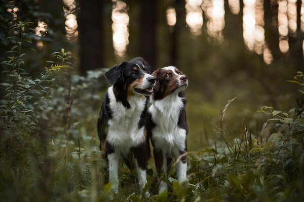 Dos pastores australianos en el bosque