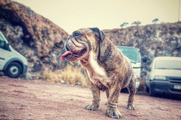 Mops spaceruje wśród samochodów