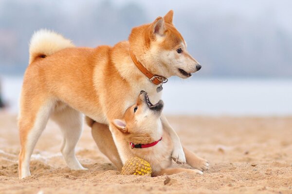 Shiba-inu-Welpe spielt mit seiner mutter