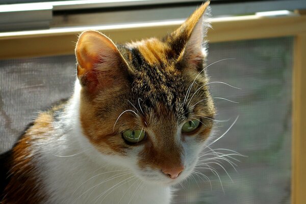 Le chat roux est triste à la fenêtre