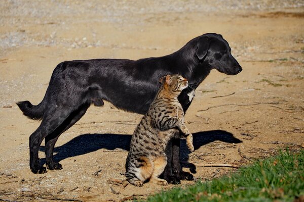 Cat hugs black dog by the paw