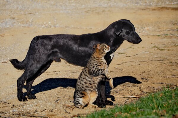 Il gatto abbraccia il cane nero per la zampa