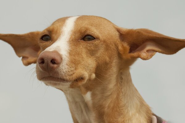 Le regard d un chien en attente