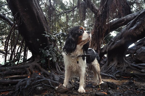 The lost dog among the black trees