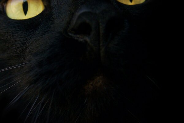 The muzzle of a black cat with yellow eyes