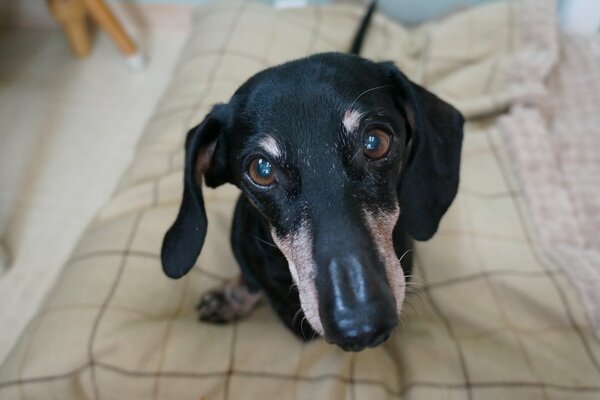 Il cane guarda dritto negli occhi