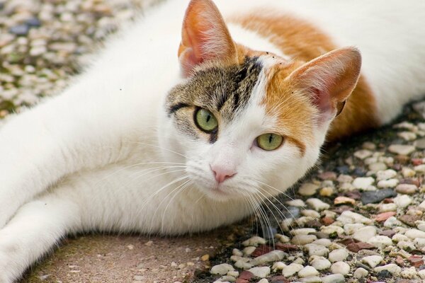 Chat tricolore couché sur des pierres