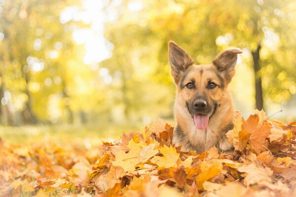 El hocico de un perro enterrado en las hojas de otoño