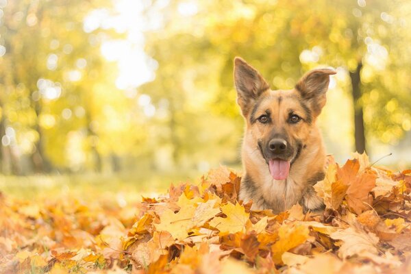 Pysk psa Zakopanego w jesiennych liściach