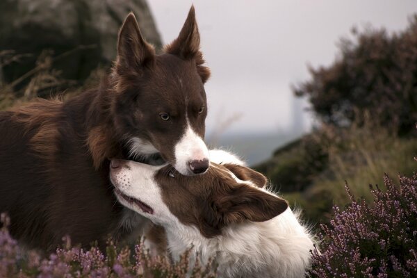 Carta da parati cane natura amore