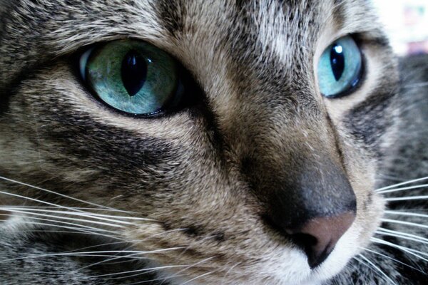 Die Schnauze einer Katze mit grünen Augen