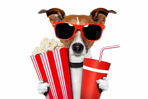 Chien Jack Russell dans des lunettes rouges et avec du pop-corn