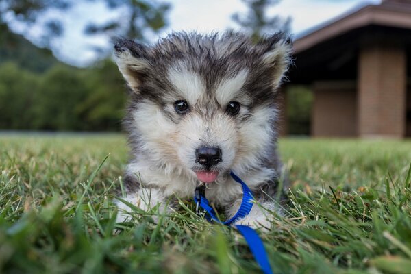 Fluffy gray muzzle with blue ribbon