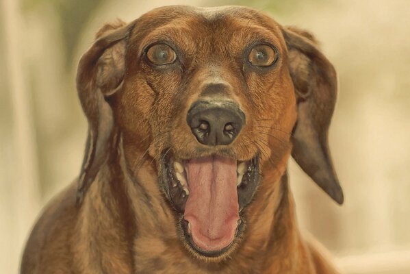 El perro ladra graciosamente mientras Mira a la cámara