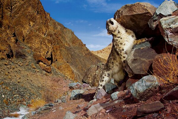 Leopardo delle nevi alle rocce