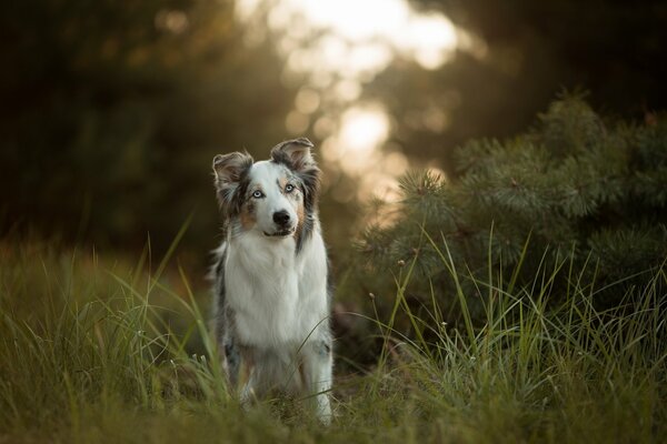 Carta da parati Australian Shepherd sull erba