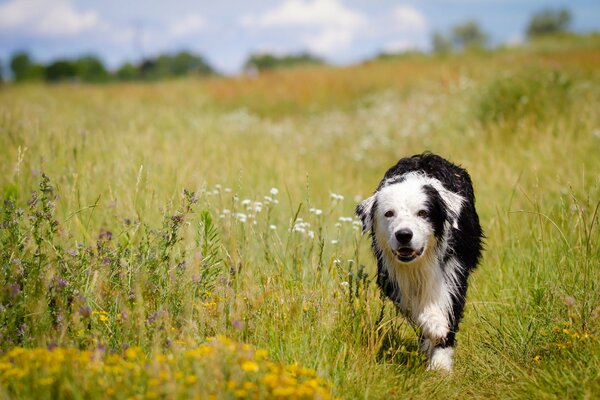 A black and white dog runs through a blooming meadow