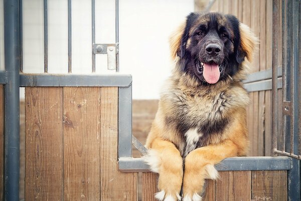 Il cane guarda da dietro il cancello